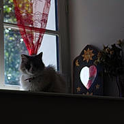 Lucky participe au concours pour gagner de l'argent avec cette photo : asian, black_cat, carnivore, cat, domestic_short_haired_cat, ear, felidae, fur, home, kitten, plant, room, small_to_medium_sized_cats, sunlight, tree, whiskers, window