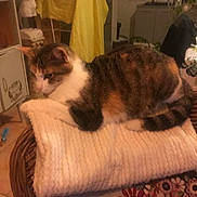 Lennie participe au concours pour gagner de l'argent avec cette photo : cat, tabby, knitted_blanket, wicker_chair, indoor, furniture, home, cozy, relaxed, pet, animal, floor_tiles, cabinet, table, fabric, decor, warm_lighting, resting, side_view, domestic