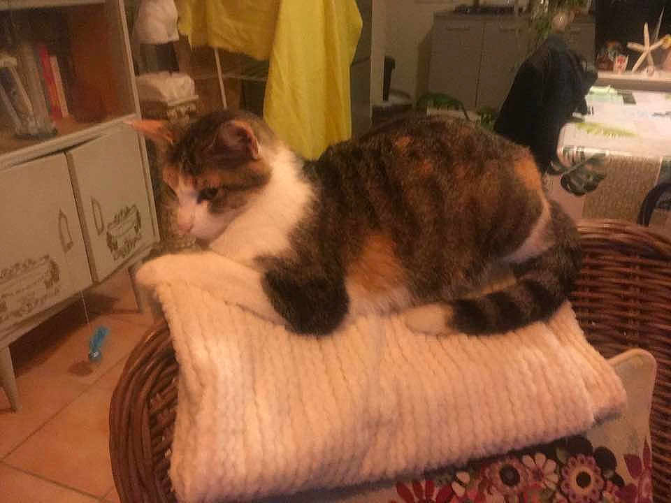 Lennie participe au concours pour gagner de l'argent avec cette photo : cat, tabby, knitted_blanket, wicker_chair, indoor, furniture, home, cozy, relaxed, pet, animal, floor_tiles, cabinet, table, fabric, decor, warm_lighting, resting, side_view, domestic