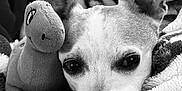 Taco joined the competition — help win amazing prizes! dog, small_dog, blanket, plush_toy, stuffed_animal, close_up, black_and_white, cozy, pet, sleepy, resting, soft_texture, indoors, animal, cute, ears, face, snout, toy, relaxed