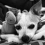 dog, small_dog, blanket, plush_toy, stuffed_animal, close_up, black_and_white, cozy, pet, sleepy, resting, soft_texture, indoors, animal, cute, ears, face, snout, toy, relaxed