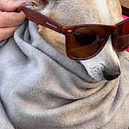Taco is registered to the contest to win money with this photo: dog, sunglasses, blanket, hand, pet, wrapped, cozy, brown, white, fur, closeup, portrait, fashion, accessory, animal, cute, outdoor, nose, ear, shade