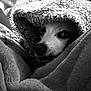Taco joined the competition — help win amazing prizes! dog, blanket, cozy, snug, sleepy, pet, fur, resting, indoors, closeup, animal, comfort, black_and_white, texture, soft, cute, face, wrapped, warm, relaxed