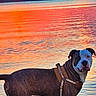 Zeus joined the competition — help win amazing prizes! dog, canine, standing, water, lake, sunset, sunrise, sunlight, reflection, ripples, shoreline, nature, outdoors, beach, harness, brindle, white_face, portrait, landscape, smartphone_screenshot