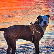 Zeus is registered to the contest to win money with this photo: dog, brindle_dog, white_face, standing, water, shoreline, sunset, sunrise, lake, reflection, ripples, outdoors, nature, harness, collar, wet_paws, seascape, sky, silhouette, portrait