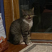 Nibbles is registered to the contest to win money with this photo: cat, tabby_cat, pet, indoor, window, door, glass_reflection, sitting, paws, whiskers, fur, night, dim_lighting, rug, wooden_floor, mouth_open, curious, closeup, domestic_animal, grainy