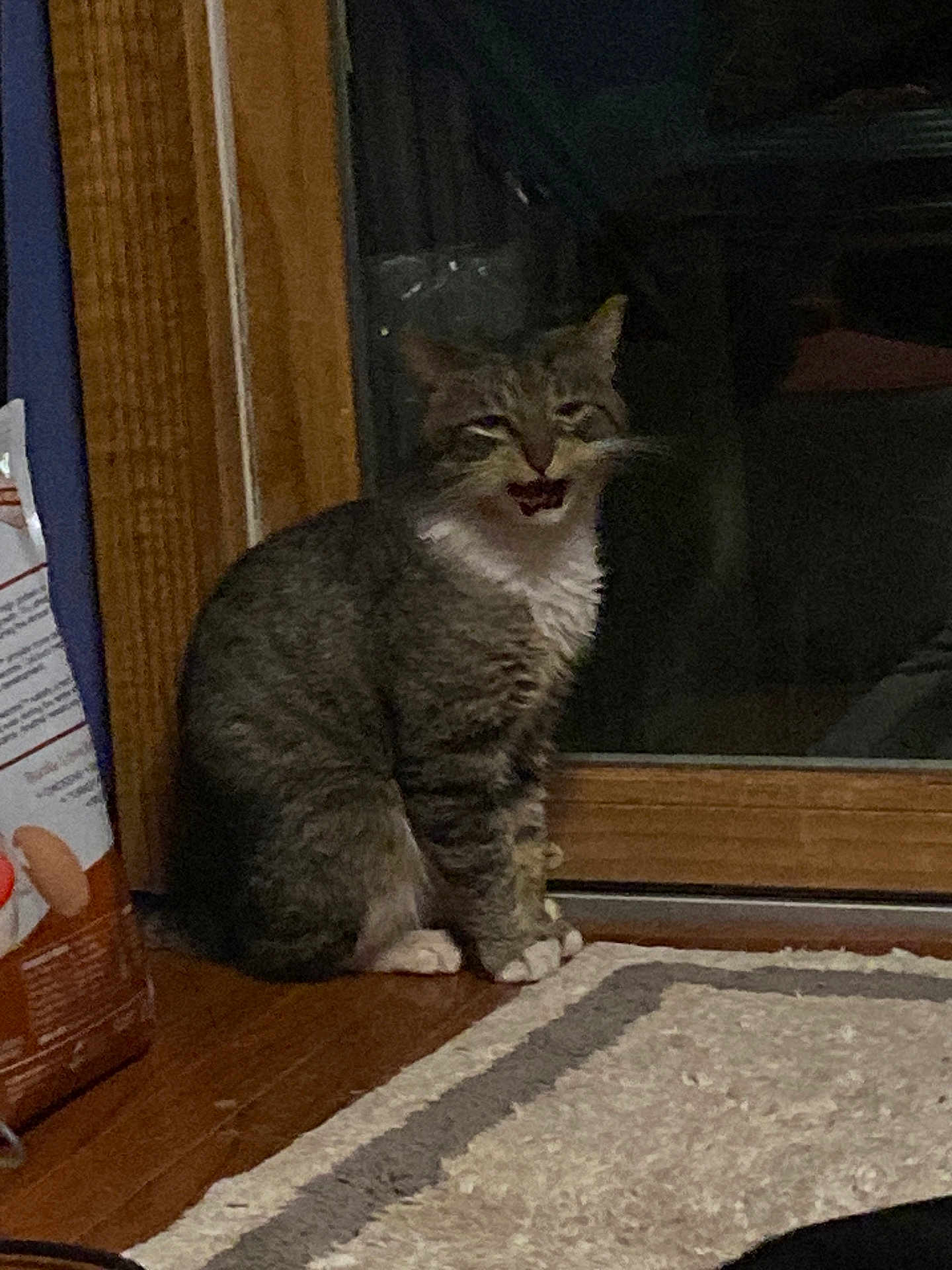 Nibbles is registered to the contest to win money with this photo: cat, tabby_cat, pet, indoor, window, door, glass_reflection, sitting, paws, whiskers, fur, night, dim_lighting, rug, wooden_floor, mouth_open, curious, closeup, domestic_animal, grainy