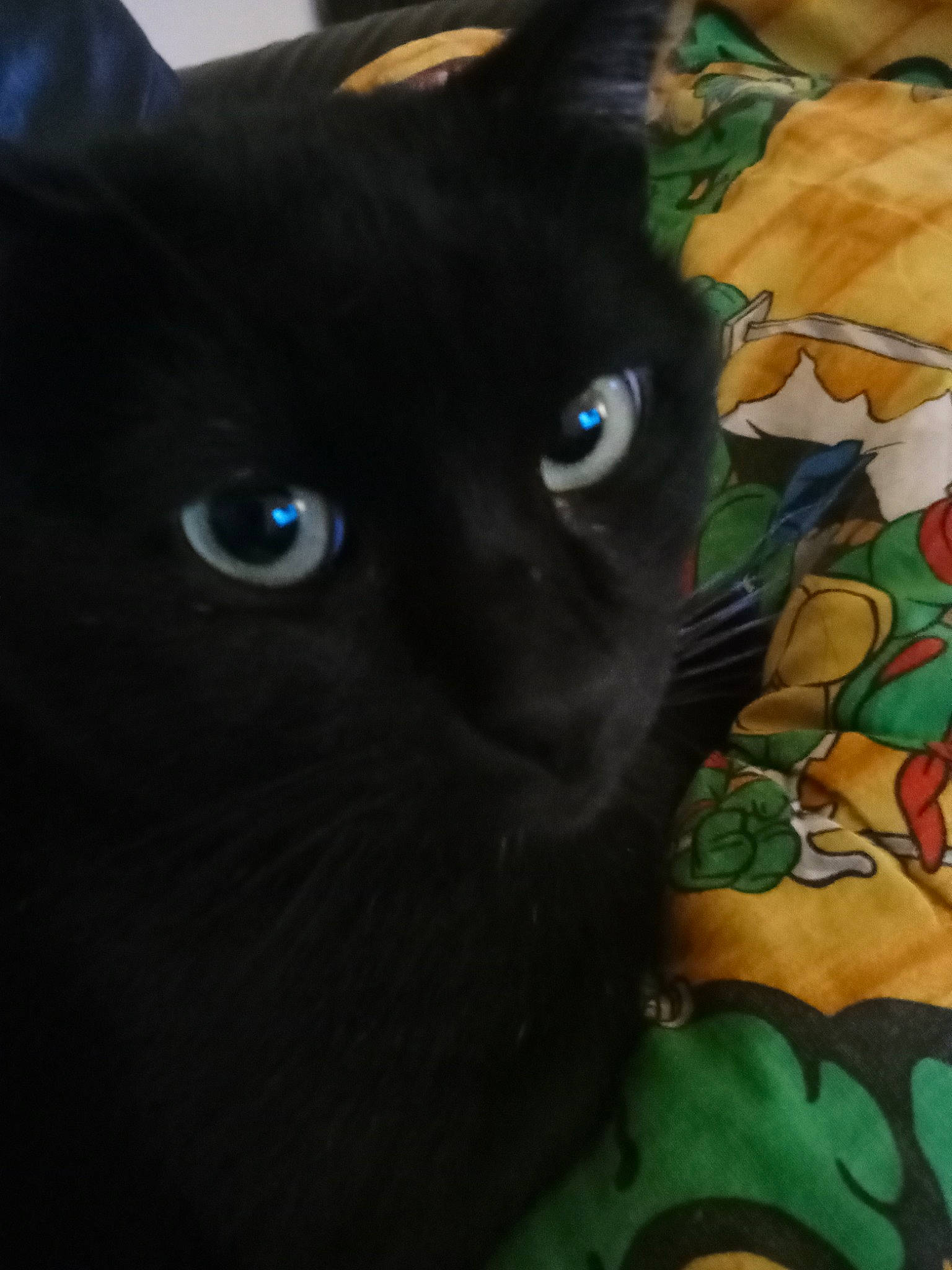 Gustave a rejoint le concours — aidez-le/la à gagner de superbes lots ! art, black_cat, carnivore, cat, domestic_short_haired_cat, electric_blue, felidae, fur, head, human_body, iris, mammal, painting, pattern, small_to_medium_sized_cats, snout, terrestrial_animal, vertebrate, visual_arts, whiskers