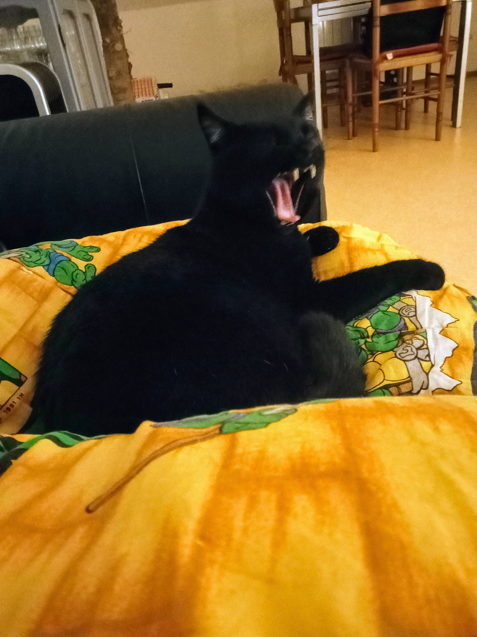 Gustave a rejoint le concours — aidez-le/la à gagner de superbes lots ! black_cat, bombay, carnivore, cat, chair, comfort, companion_dog, dog_breed, felidae, flooring, fur, furniture, hardwood, linens, small_to_medium_sized_cats, tail, terrestrial_animal, tints_and_shades, whiskers, wood