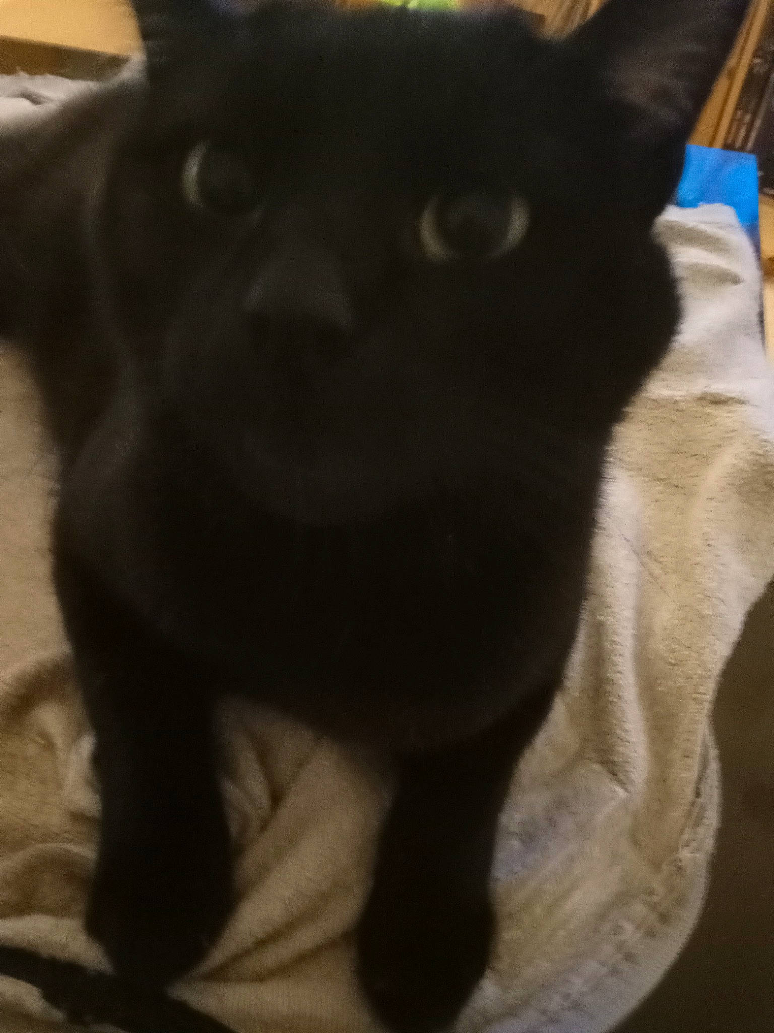 Gustave a rejoint le concours — aidez-le/la à gagner de superbes lots ! black_cat, bombay, carnivore, cat, domestic_short_haired_cat, ear, felidae, fur, small_to_medium_sized_cats, snout, tail, terrestrial_animal, whiskers