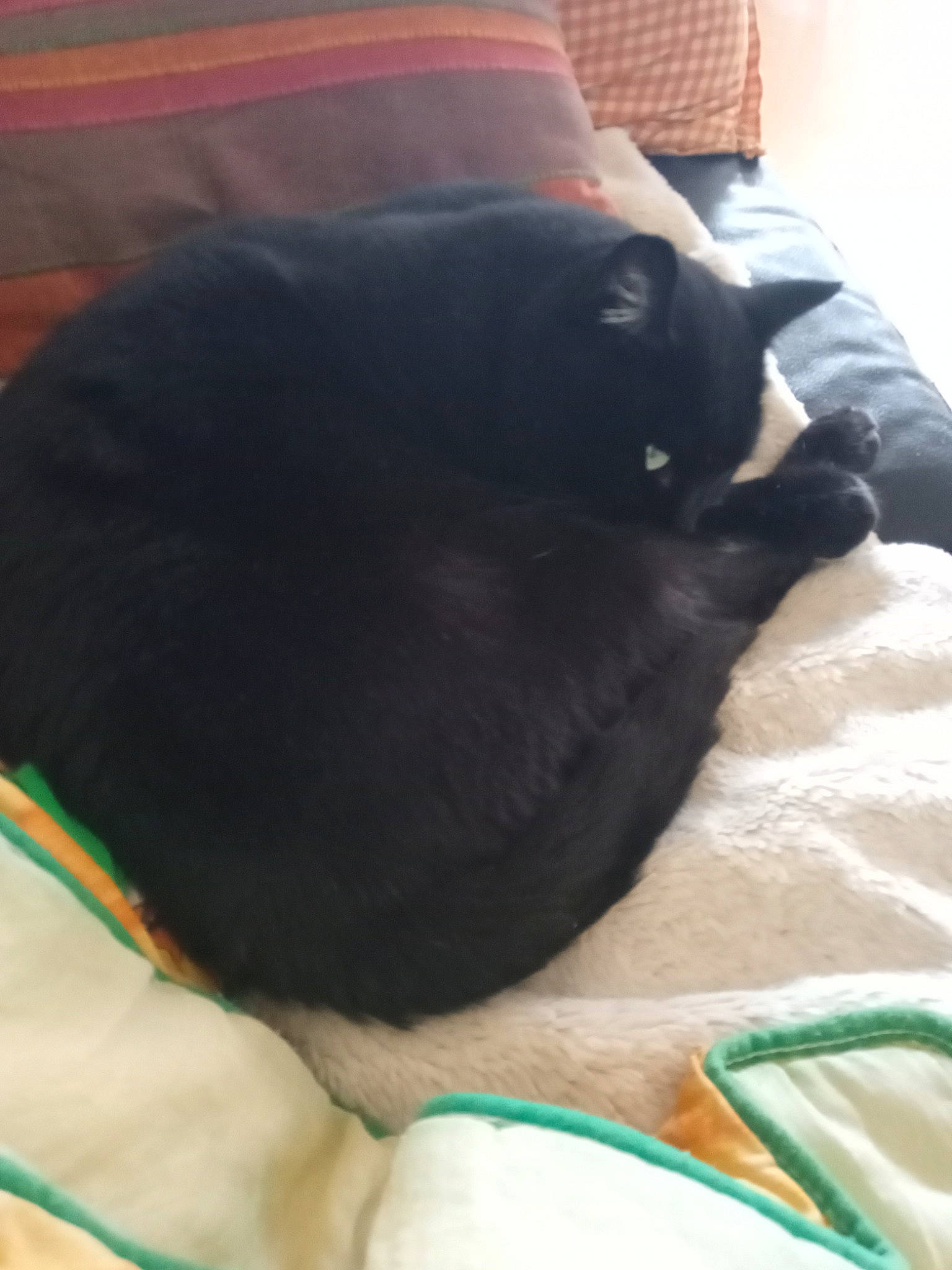 Gustave a rejoint le concours — aidez-le/la à gagner de superbes lots ! black_cat, bombay, carnivore, cat, comfort, dog_breed, domestic_short_haired_cat, felidae, fur, grey, nap, small_to_medium_sized_cats, tail, terrestrial_animal, whiskers