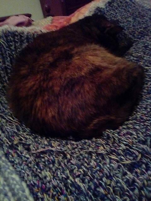 Diesel a rejoint le concours — aidez-le/la à gagner de superbes lots ! brown, canidae, carnivore, cat, comfort, dog_breed, domestic_short_haired_cat, electric_blue, felidae, flooring, fur, linens, nap, pattern, sleep, small_to_medium_sized_cats, snout, tail, terrestrial_animal, whiskers