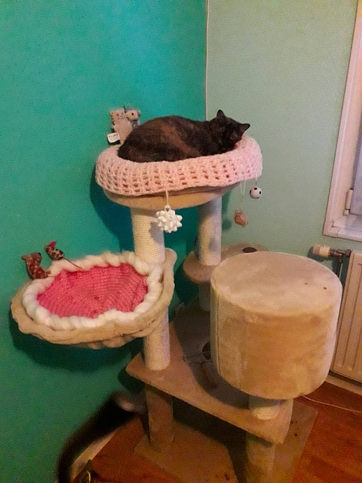 Diesel a rejoint le concours — aidez-le/la à gagner de superbes lots ! art, cat, cat_supply, clay, felidae, flooring, fur, hardwood, household_supply, magenta, pedestal, pet_supply, plywood, room, shelving, small_to_medium_sized_cats, stool, wood, wood_stain, wool