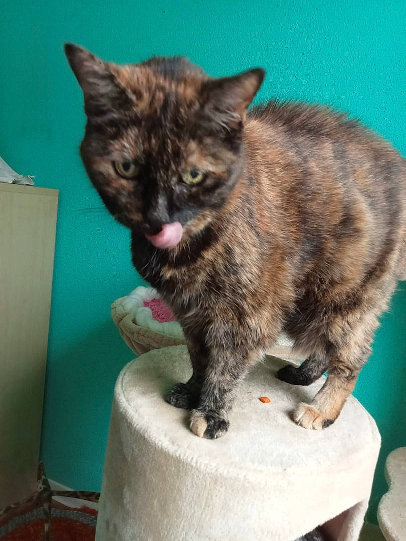 Diesel participe au concours pour gagner de l'argent avec cette photo : carnivore, cat, claw, domestic_short_haired_cat, felidae, fur, paw, small_to_medium_sized_cats, snout, tail, terrestrial_animal, whiskers