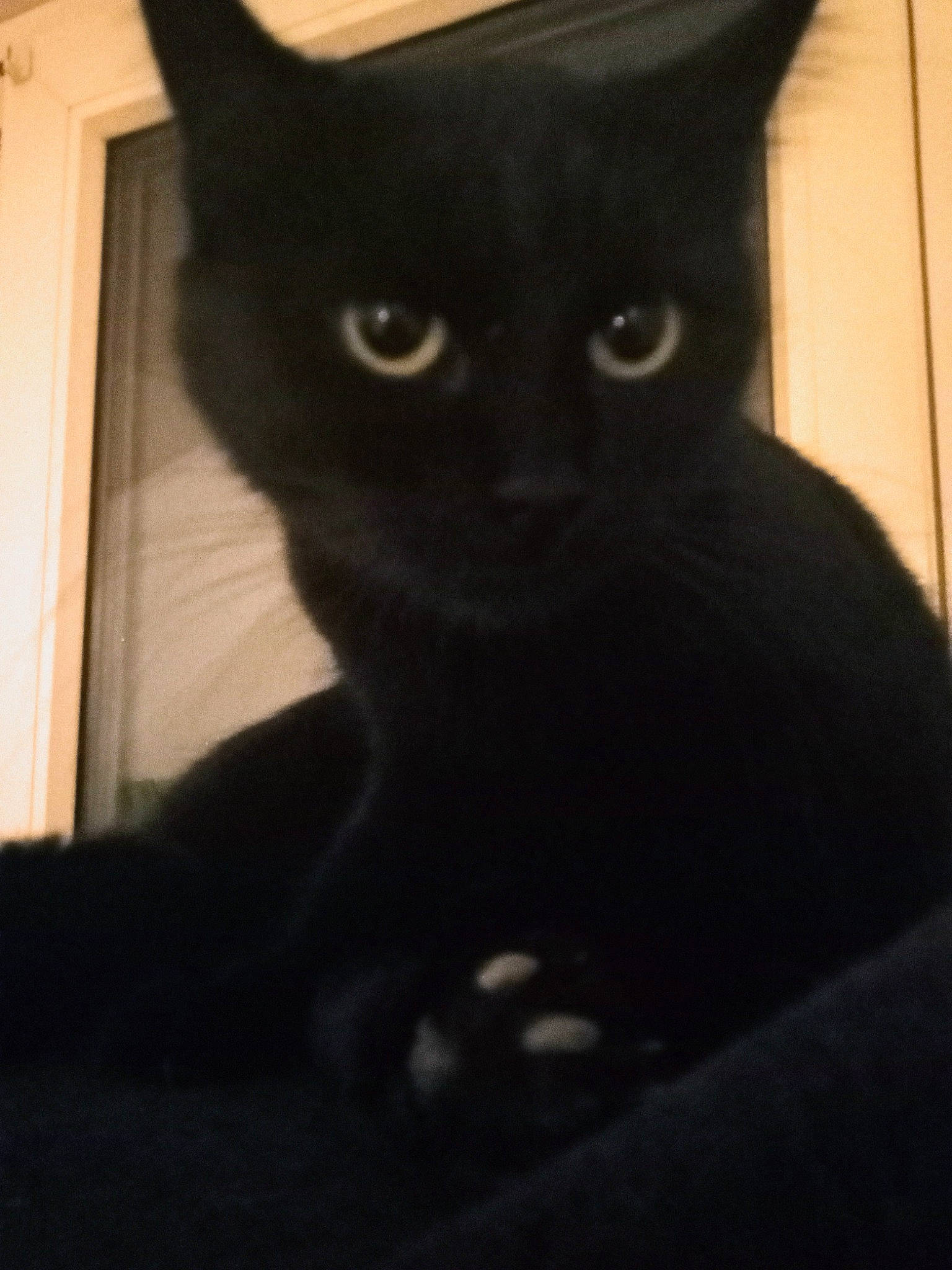 Mazikeen a rejoint le concours — aidez-le/la à gagner de superbes lots ! black_cat, carnivore, cat, domestic_short_haired_cat, felidae, fur, iris, small_to_medium_sized_cats, snout, whiskers