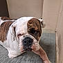 animal, brown, bulldog, canine, companion, corner, cute, dog, face, floor, fur, indoor, laying, looking, mat, muzzle, paw, pet, resting, white