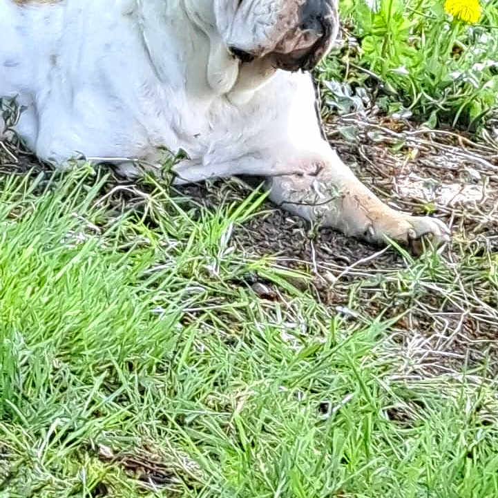 Sukha a rejoint le concours — aidez-le/la à gagner de superbes lots ! animal, bulldog, canine, closeup, dog, flower, garden, grass, greenery, laying_down, mammal, nature, outdoor, pet, plant, portrait, relaxed, resting, summer, sunlight