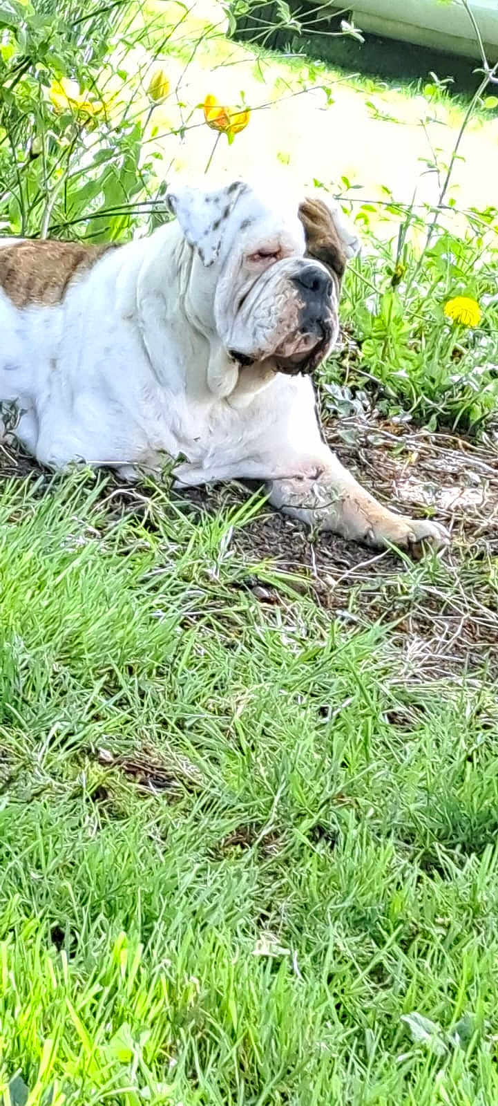 Sukha a rejoint le concours — aidez-le/la à gagner de superbes lots ! animal, bulldog, canine, closeup, dog, flower, garden, grass, greenery, laying_down, mammal, nature, outdoor, pet, plant, portrait, relaxed, resting, summer, sunlight