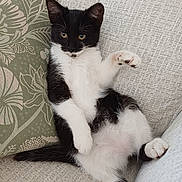Chaussette a rejoint le concours — aidez-le/la à gagner de superbes lots ! cat, kitten, black_and_white, tuxedo_cat, pet, animal, sitting, lying_down, raised_paw, paws, whiskers, yellow_eyes, fur, belly, sofa, couch, cushion, indoor, cozy, portrait
