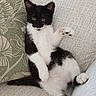 cat, kitten, black_and_white, tuxedo_cat, pet, animal, sitting, lying_down, raised_paw, paws, whiskers, yellow_eyes, fur, belly, sofa, couch, cushion, indoor, cozy, portrait