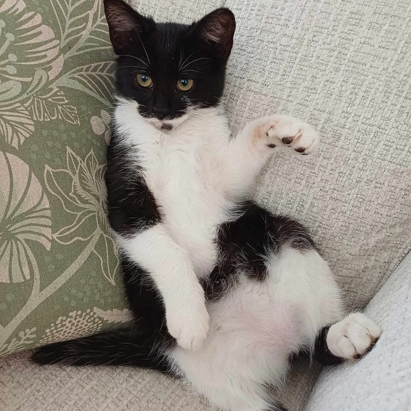 Chaussette a rejoint le concours — aidez-le/la à gagner de superbes lots ! cat, kitten, black_and_white, tuxedo_cat, pet, animal, sitting, lying_down, raised_paw, paws, whiskers, yellow_eyes, fur, belly, sofa, couch, cushion, indoor, cozy, portrait