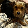 dog, puppy, pet, shaggy_fur, brown_fur, black_fur, floppy_ears, dark_eyes, black_nose, portrait, close_up, lying_down, blanket, cozy, indoors, home, couch, relaxed, cute, animal