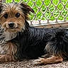 Bandit joined the competition — help win amazing prizes! dog, terrier, small_dog, black_and_brown, scruffy, long_hair, lying_down, outdoor, backyard, chain_link_fence, greenery, gravel, pet, animal, canine, portrait, staring, fluffy, tail, natural_light