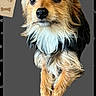 Bandit is registered to the contest to win money with this photo: dog, puppy, small_dog, fluffy, long_hair, tricolor, brown_fur, white_fur, black_fur, portrait, closeup, sitting, standing, looking_at_camera, dark_background, scrapbook, gift_tag, paw_prints, bone_decoration, cute