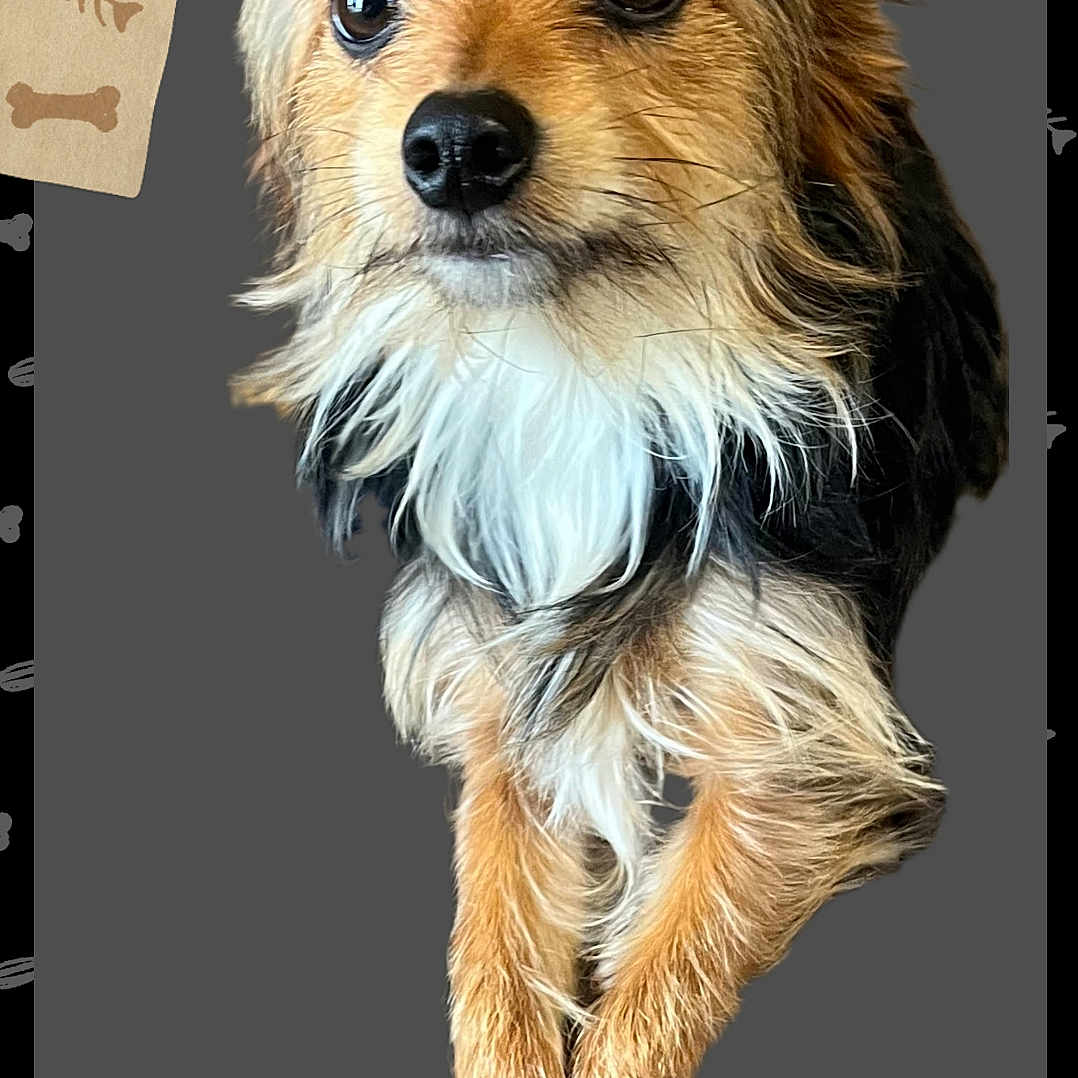Bandit