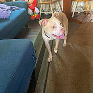 Ghost is registered to the contest to win money with this photo: dog, carpet, living_room, blue_couch, wooden_chair, plush_toy, floor, indoor, pet, animal, happy, tongue_out, furniture, home_decor, light, shadow, toy, wood_floor, collar, playful