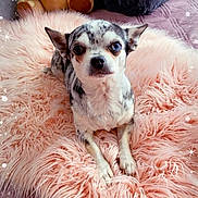 Talia participe au concours pour gagner de l'argent avec cette photo : dog, chihuahua, heterochromia, spotted_coat, pink_rug, fluffy_rug, stuffed_animal, hippo_toy, blanket, rolled_blanket, bedspread, cozy, indoor, pet, animal, cute, small_dog, fur, lying_down, decor