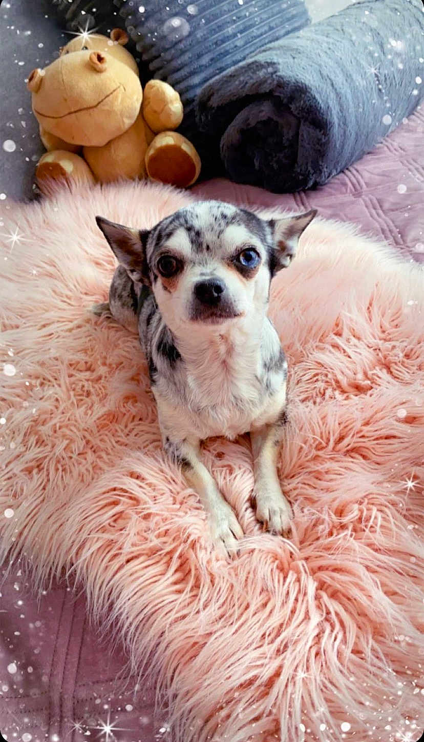 Talia participe au concours pour gagner de l'argent avec cette photo : dog, chihuahua, heterochromia, spotted_coat, pink_rug, fluffy_rug, stuffed_animal, hippo_toy, blanket, rolled_blanket, bedspread, cozy, indoor, pet, animal, cute, small_dog, fur, lying_down, decor