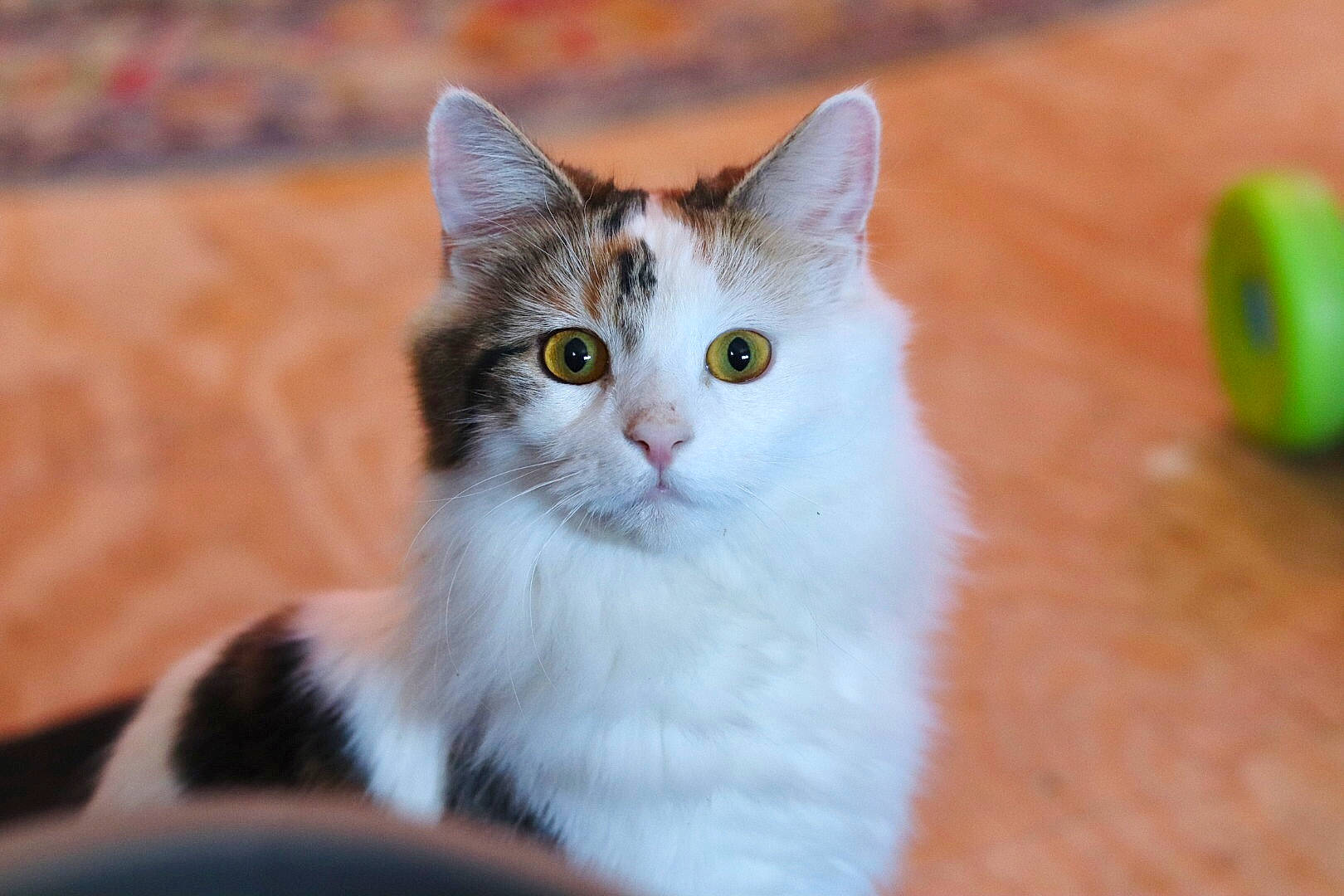 Sweetie joined the competition — help win amazing prizes! art, carnivore, cat, domestic_short_haired_cat, fawn, felidae, fur, paw, small_to_medium_sized_cats, snout, tail, terrestrial_animal, tree, whiskers, wildlife