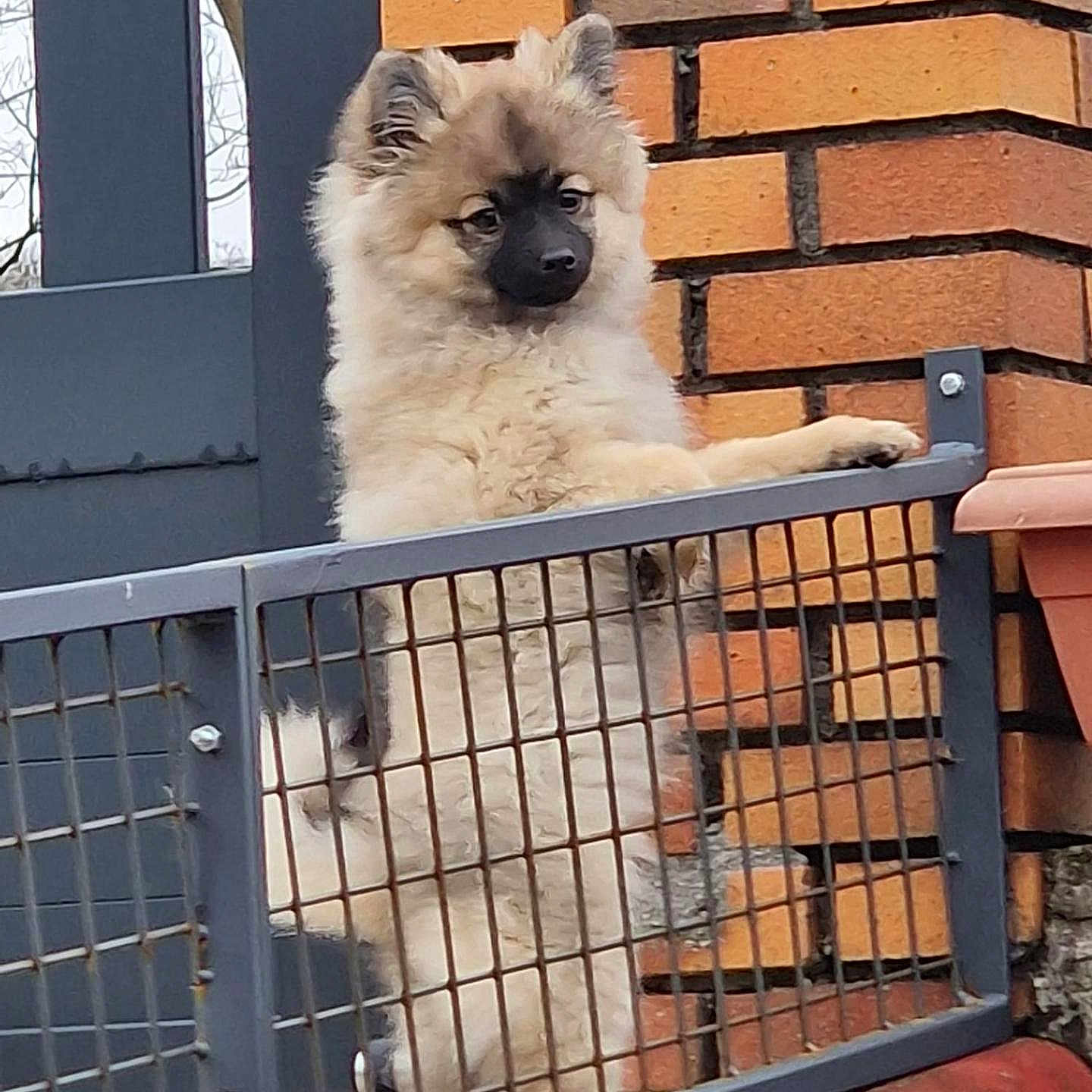Apy a rejoint le concours — aidez-le/la à gagner de superbes lots ! animal, brick_wall, canine, curious, cute, dog, ears, fence, fluffy, front_yard, gate, guarding, metal_gate, outdoor, pet, puppy, snout, standing, tail, young_dog