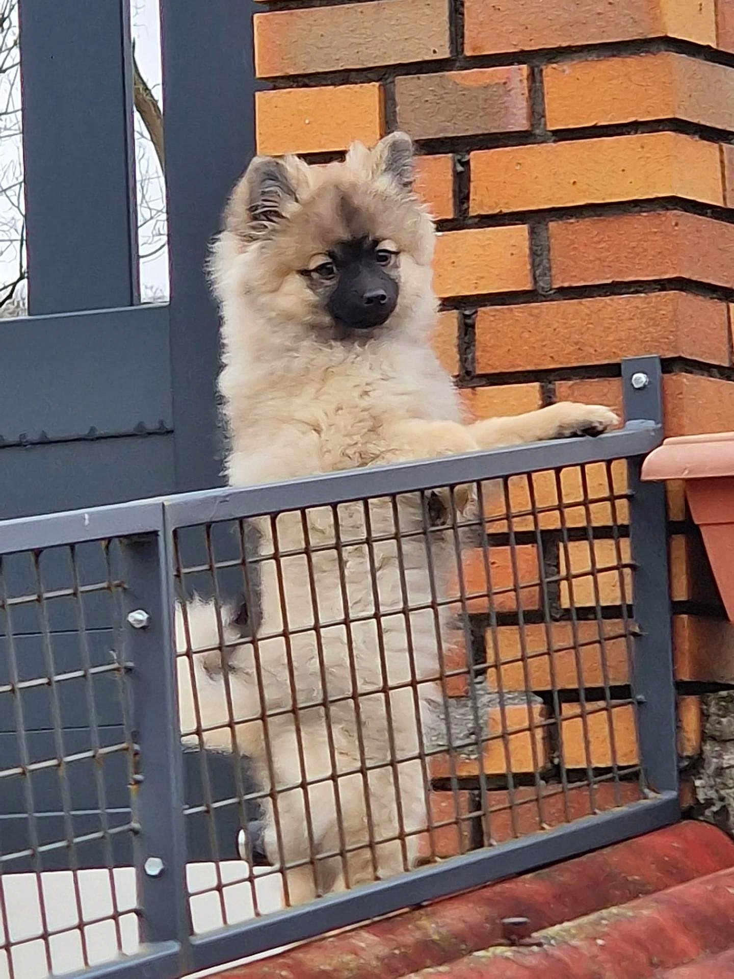 Apy a rejoint le concours — aidez-le/la à gagner de superbes lots ! animal, brick_wall, canine, curious, cute, dog, ears, fence, fluffy, front_yard, gate, guarding, metal_gate, outdoor, pet, puppy, snout, standing, tail, young_dog