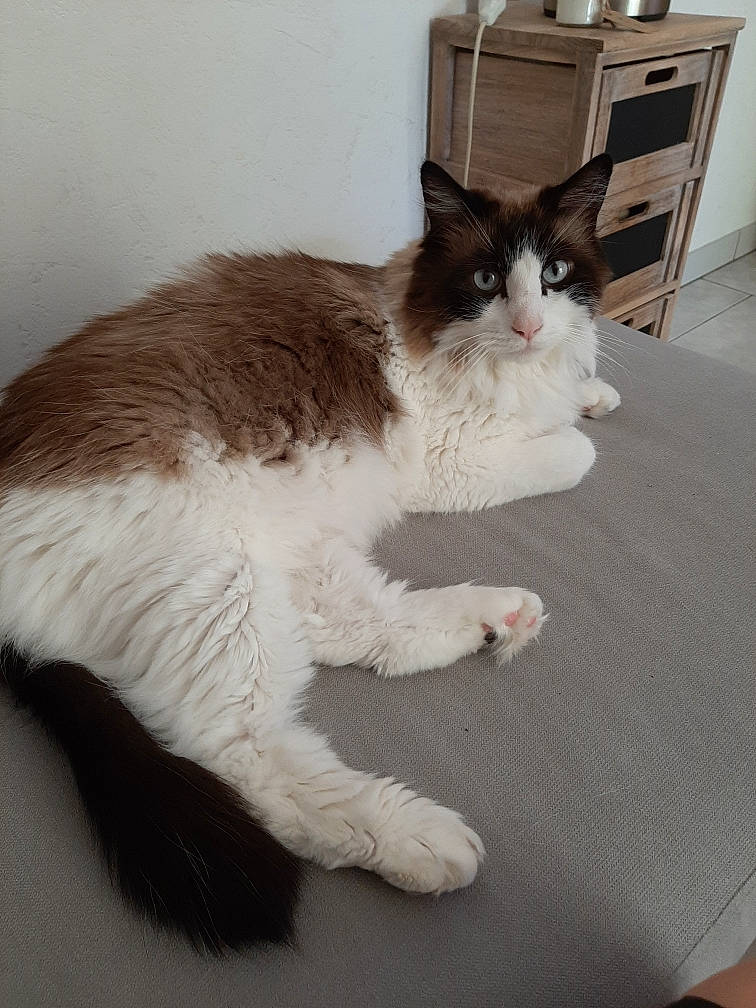 Loky participe au concours pour gagner de l'argent avec cette photo : box, cabinetry, carnivore, cat, chest_of_drawers, claw, comfort, domestic_short_haired_cat, drawer, felidae, flooring, fur, grey, hardwood, paw, shelf, small_to_medium_sized_cats, tail, whiskers, wood