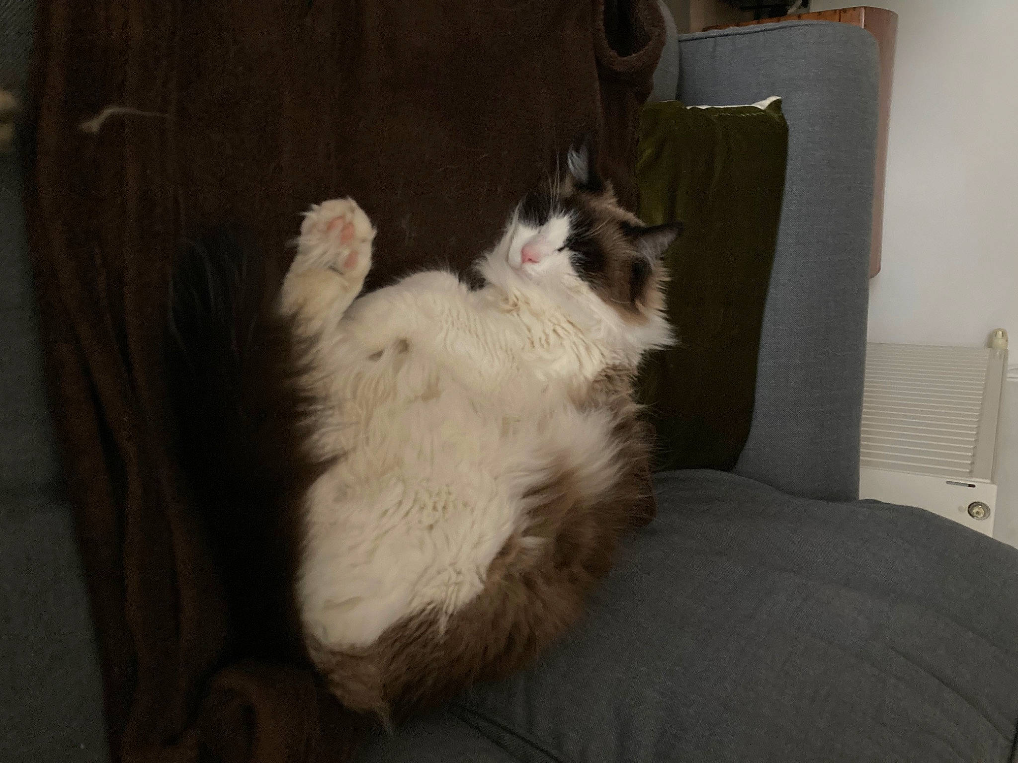 Loky a rejoint le concours — aidez-le/la à gagner de superbes lots ! box, carnivore, cat, comfort, domestic_short_haired_cat, felidae, fur, grey, hardwood, paw, shipping_box, small_to_medium_sized_cats, tail, whiskers, wood