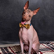 Arsehn a rejoint le concours — aidez-le/la à gagner de superbes lots ! adorable, animal, bow_tie, canine, companion, cute, dog, ears_up, friendly, furry_friend, hairless, indoor, looking_at_camera, pet, plaid_blanket, playful, portrait, sitting, studio, tongue_out