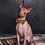 adorable, animal, bow_tie, canine, companion, cute, dog, ears_up, friendly, furry_friend, hairless, indoor, looking_at_camera, pet, plaid_blanket, playful, portrait, sitting, studio, tongue_out