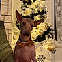 animal, background, bowtie, celebration, chair, christmas_tree, cute, decorations, dog, ears, festive, hairless_dog, holiday, holiday_decor, indoor, lights, ornaments, pet, portrait, red_cushion