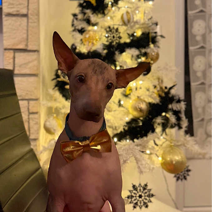Arsehn a rejoint le concours — aidez-le/la à gagner de superbes lots ! animal, background, bowtie, celebration, chair, christmas_tree, cute, decorations, dog, ears, festive, hairless_dog, holiday, holiday_decor, indoor, lights, ornaments, pet, portrait, red_cushion