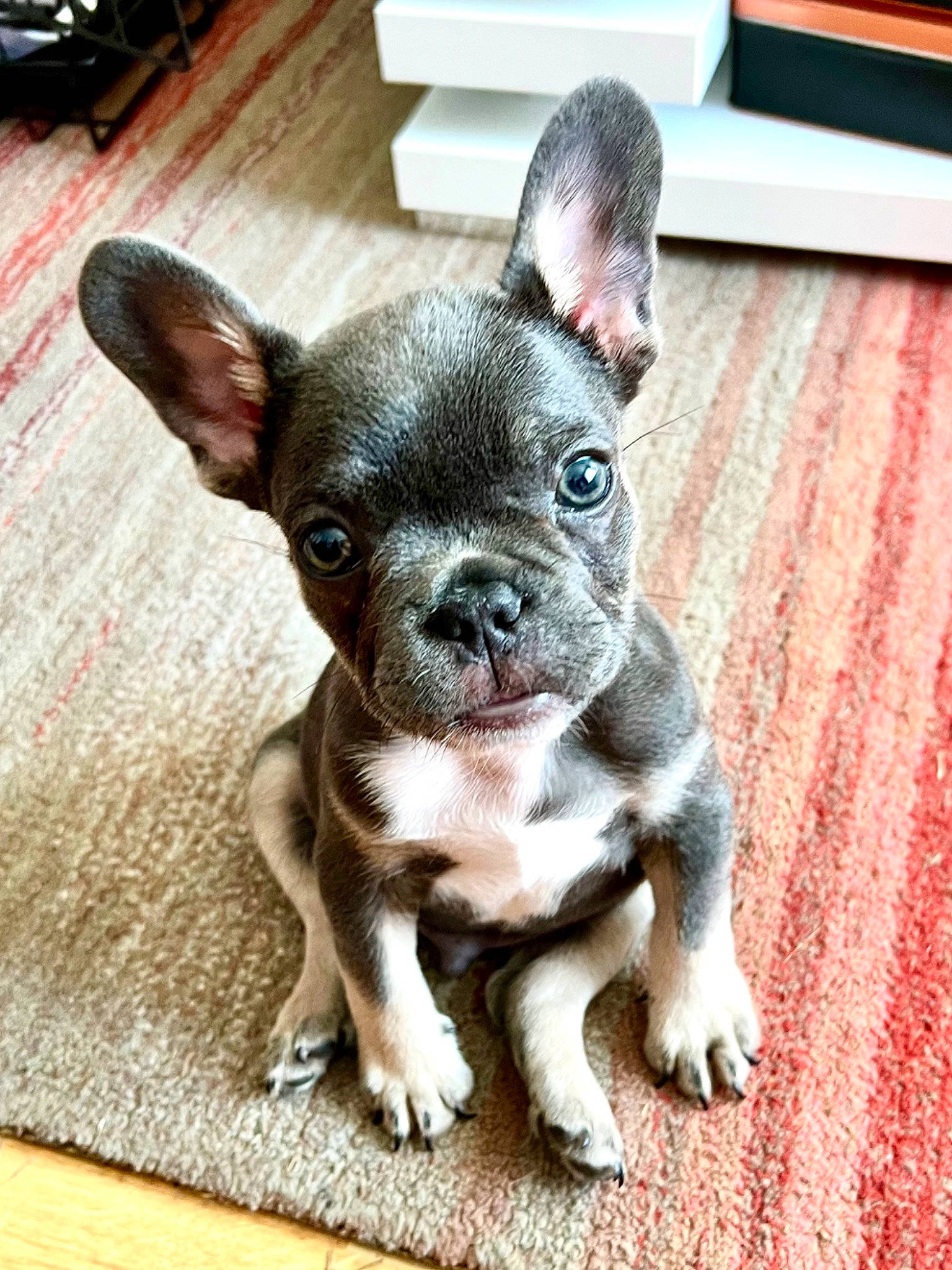 Pheonix is registered to the contest to win money with this photo: boston_terrier, bulldog, canidae, carnivore, comfort, companion_dog, dog, dog_breed, ear, fawn, fur, hardwood, non_sporting_group, snout, sporting_group, terrestrial_animal, toy_dog, whiskers, wood, working_animal