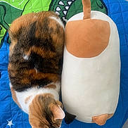 Cheetah is registered to the contest to win money with this photo: animal, bedspread, blue_quilt, calico_cat, cat, cute, dinosaur_pattern, feline, fur, indoor, orange, pet, plush_toy, quilt, resting, sleeping_cat, soft_toy, striped, stuffed_animal, white