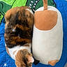animal, bedspread, blue_quilt, calico_cat, cat, cute, dinosaur_pattern, feline, fur, indoor, orange, pet, plush_toy, quilt, resting, sleeping_cat, soft_toy, striped, stuffed_animal, white