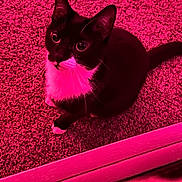 Betty joined the competition — help win amazing prizes! cat, tuxedo_cat, pet, indoor, carpet, pink_light, animal, feline, whiskers, curious, sitting, black_and_white, cute, domestic_animal, looking_up, floor, paw, tail, close_up, young_cat