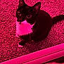 cat, tuxedo_cat, pet, indoor, carpet, pink_light, animal, feline, whiskers, curious, sitting, black_and_white, cute, domestic_animal, looking_up, floor, paw, tail, close_up, young_cat