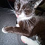 Betty is registered to the contest to win money with this photo: cat, tuxedo_cat, whiskers, paws, pink_paw_pads, tongue_out, closed_eyes, resting, indoor, feline, fur, pet, cute, animal, mammal, domestic_cat, texture, grey_surface, relaxed, close_up