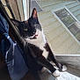 Betty is registered to the contest to win money with this photo: cat, tuxedo_cat, window, windowsill, screen_door, sunlight, shadow, curious, indoor, pet, whiskers, green_eyes, black_and_white, paws, stretching, daylight, home, curtain, closeup, feline
