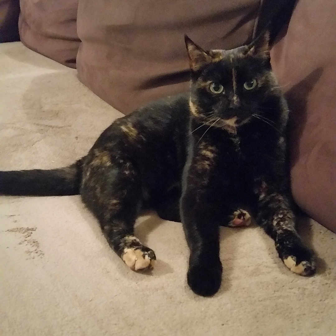 Aya a rejoint le concours — aidez-le/la à gagner de superbes lots ! animal, architecture, blackcat, building, cat, chair, couch, cushion, furniture, homedecor, indoors, interiordesign, kitten, linen, livingroom, manx, person, pet, room, sleeping