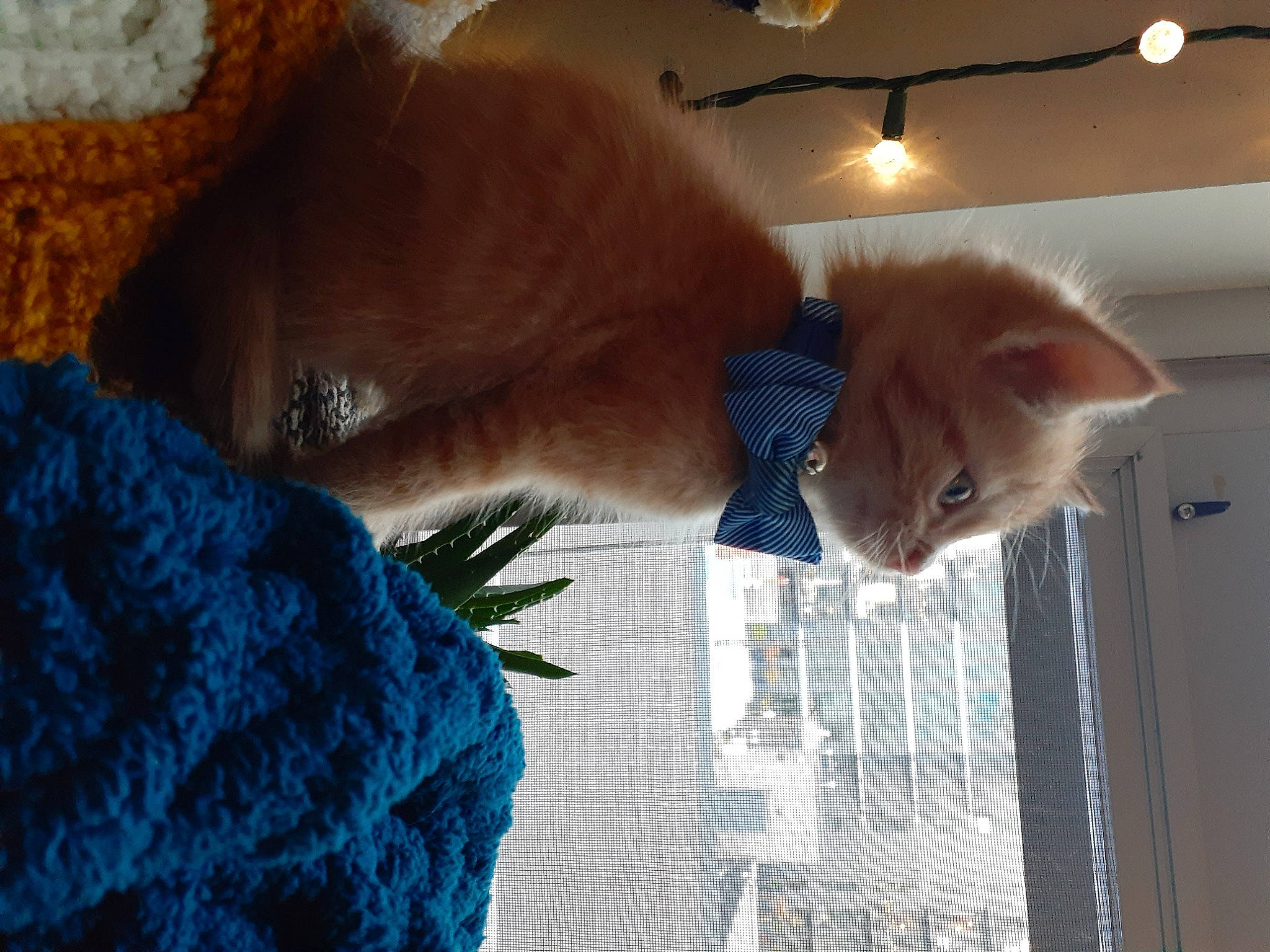 Franklin is registered to the contest to win money with this photo: carnivore, cat, domestic_short_haired_cat, fawn, felidae, fur, kitten, small_to_medium_sized_cats, textile, whiskers